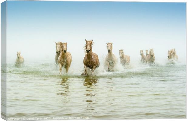 Ethereal Dawn: Camargue Steeds in Motion Canvas Print by David Tyrer