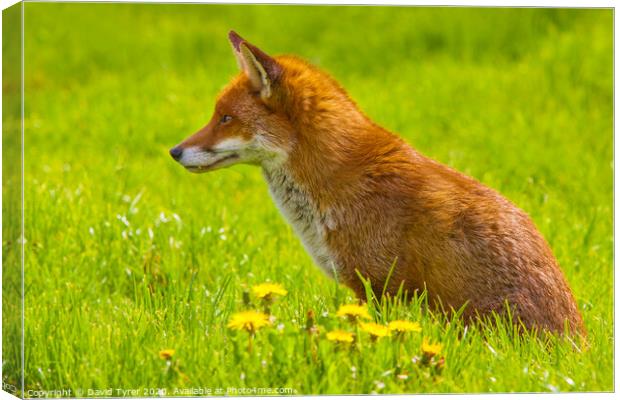 Crimson Observer: Red Fox Poised Canvas Print by David Tyrer