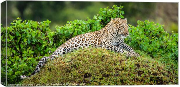 Resting Leopard Canvas Print by David Tyrer