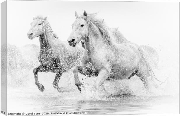 Camargue Horses Canvas Print by David Tyrer