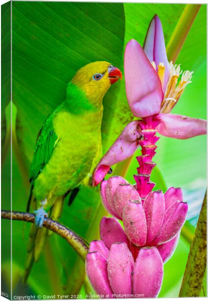 Perfect Lorikeet Canvas Print by David Tyrer