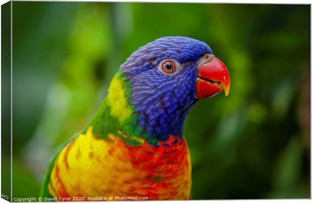 Rainbow Lorikeet Canvas Print by David Tyrer