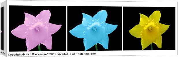 Trio of daffodils Canvas Print by Neil Ravenscroft