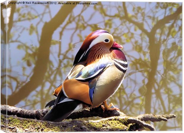 Mandarin Duck Canvas Print by Neil Ravenscroft