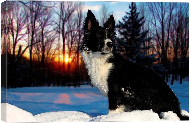 Border collie in the snow Canvas Print by Neil Ravenscroft