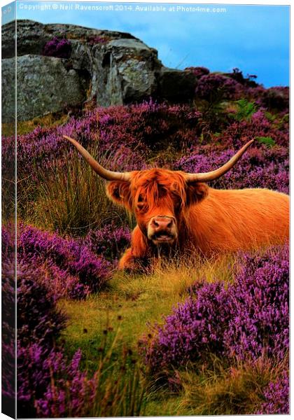   Highland and Heather 2 Canvas Print by Neil Ravenscroft