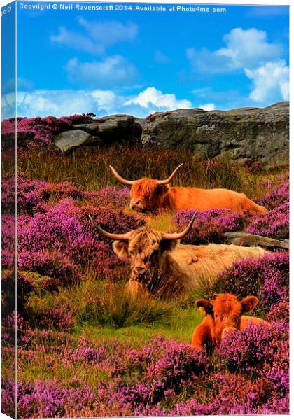  Highland cattle Baslow edge Canvas Print by Neil Ravenscroft