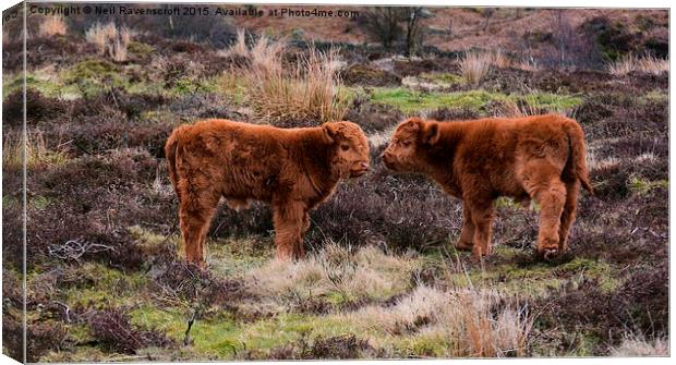  Highland calves Canvas Print by Neil Ravenscroft