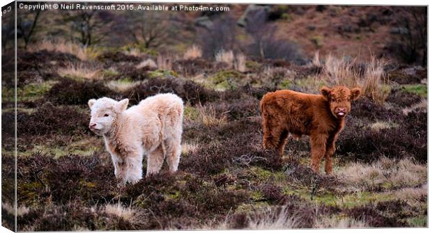 Highland calves  Canvas Print by Neil Ravenscroft