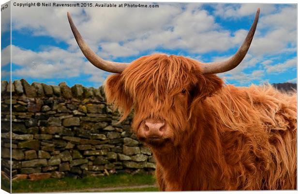  Highland cow Canvas Print by Neil Ravenscroft