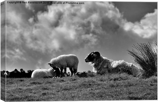  Black faced sheep with lambs Canvas Print by Neil Ravenscroft