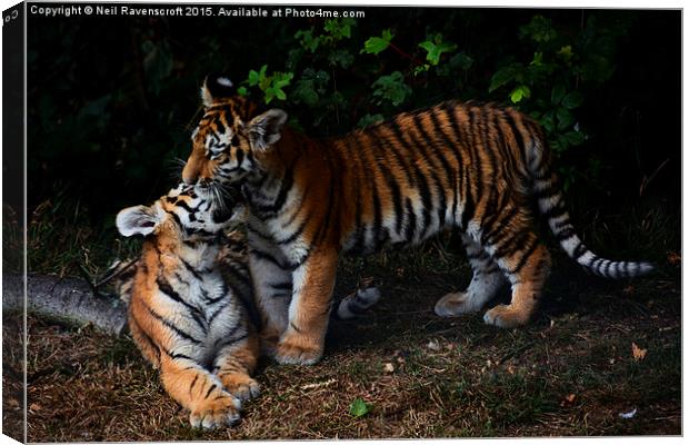  Tiger cubs Canvas Print by Neil Ravenscroft