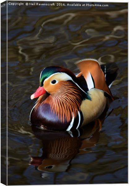 Mandarin duck Canvas Print by Neil Ravenscroft