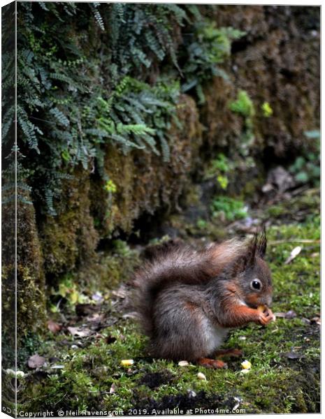 Red Squirrel Canvas Print by Neil Ravenscroft
