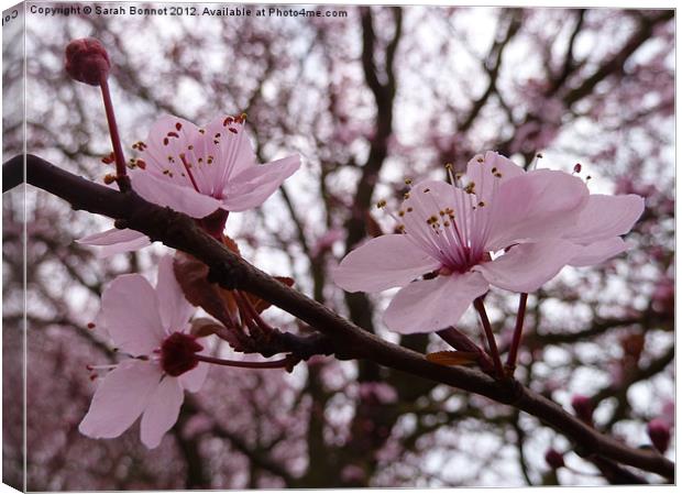 pink cherry blossom Canvas Print by Sarah Bonnot