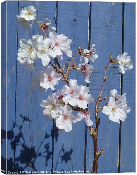 Spring cherry blossom on blue Canvas Print by Sarah Bonnot