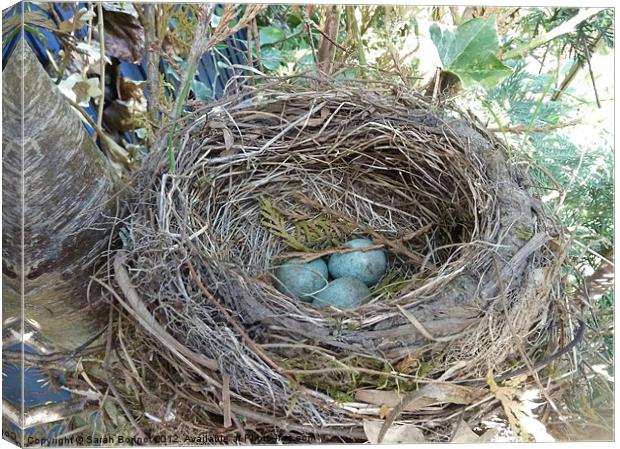 Bird's Nest Canvas Print by Sarah Bonnot