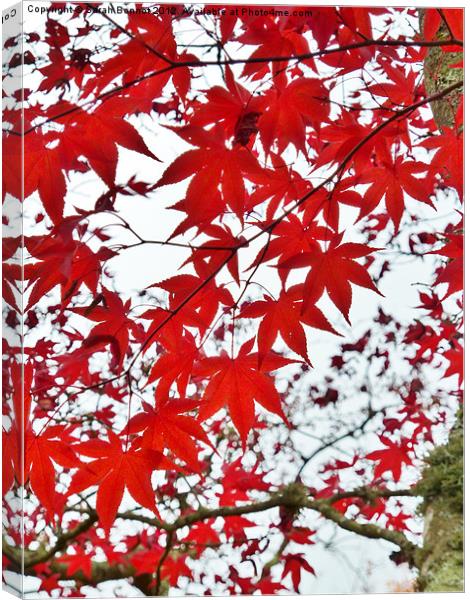 Autumn Maple Leaves Canvas Print by Sarah Bonnot