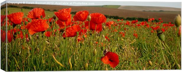 South Downs Poppies Canvas Print by Sarah Bonnot