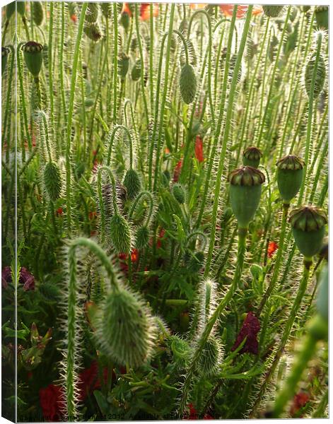 Poppy heads and buds Canvas Print by Sarah Bonnot