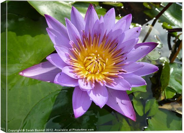 Purple Water Lily Canvas Print by Sarah Bonnot
