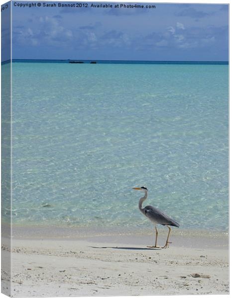 Heron strolls Maldive beach Canvas Print by Sarah Bonnot