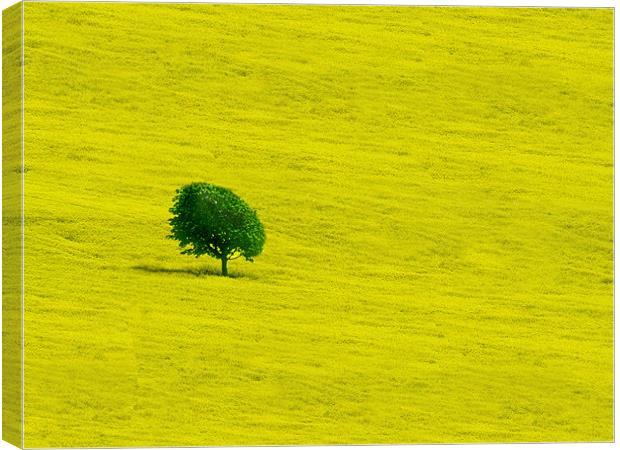 Yellow Canvas Print by Gavin Wilson