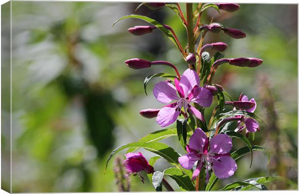 Pink Canvas Print by Gavin Wilson