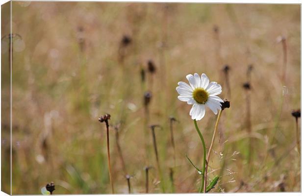 White Canvas Print by Gavin Wilson