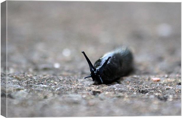 Slug Canvas Print by Gavin Wilson