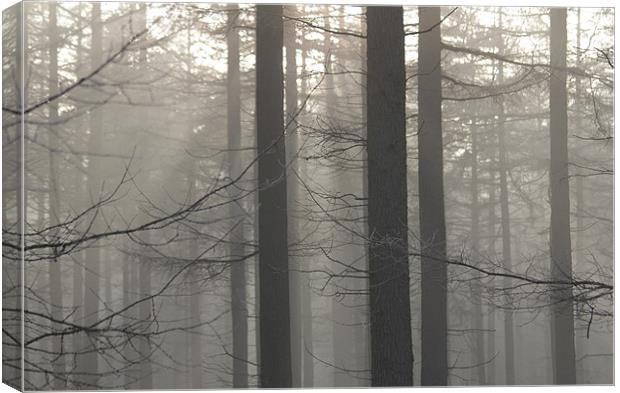 Misty Forest Canvas Print by Gavin Wilson