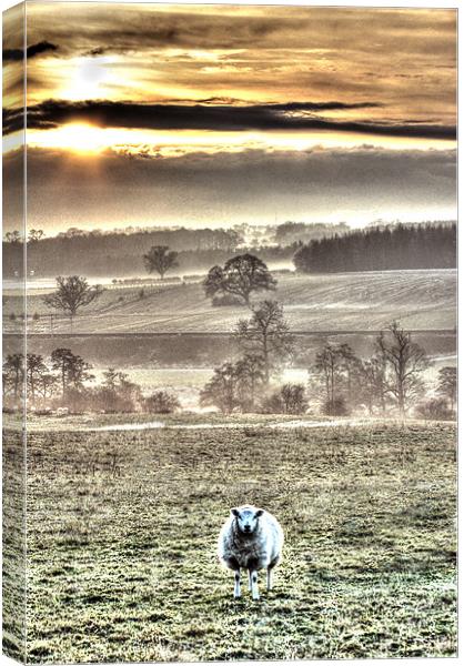 One sheep landscape Canvas Print by Gavin Wilson