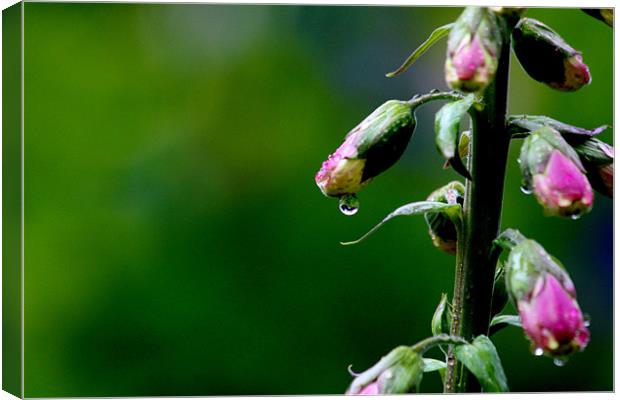 foxglove droplet Canvas Print by Gavin Wilson