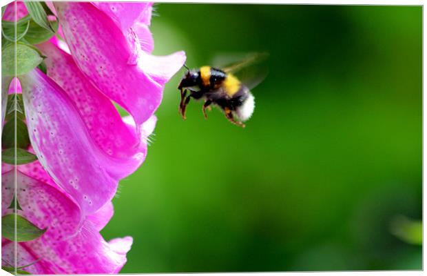 where the bee sucks Canvas Print by Gavin Wilson