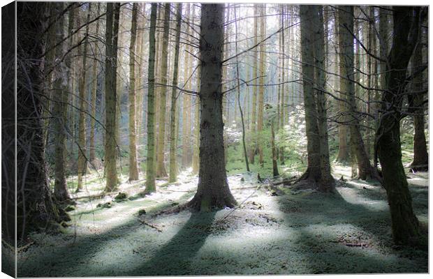 Enchanted Forest Canvas Print by Gavin Wilson