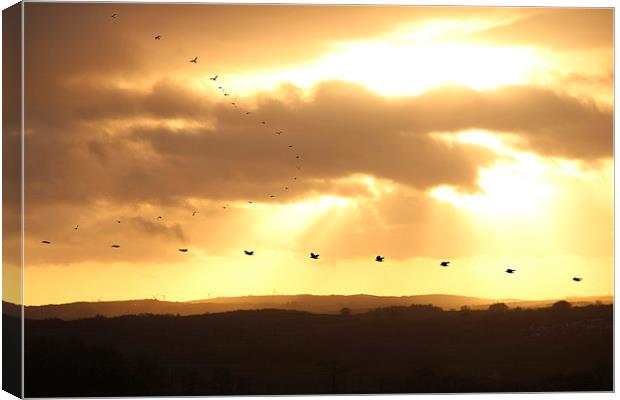  Sunset with crows Canvas Print by Gavin Wilson