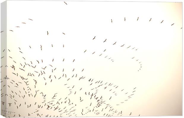 a Flock of seagulls Canvas Print by Gavin Wilson