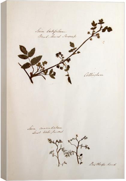 Herbarium - Original Victorian plant specimen Canvas Print by Gavin Wilson