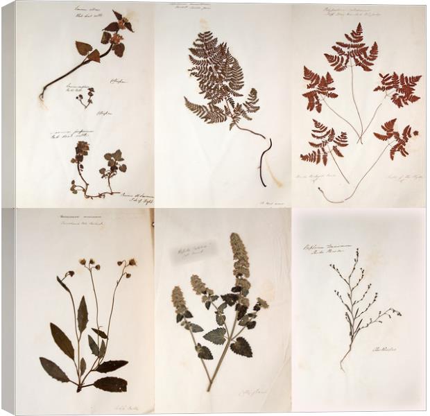 Herbarium - Original Victorian plant specimen coll Canvas Print by Gavin Wilson