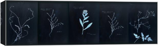Dramatic Cyanotype Herbarium Canvas Print by Gavin Wilson