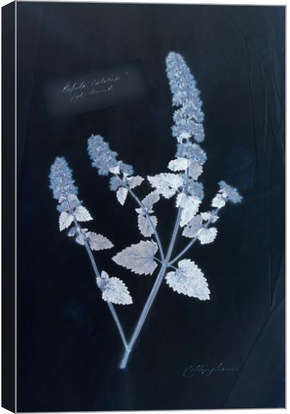 Vintage plant specimen cyanotype Canvas Print by Gavin Wilson