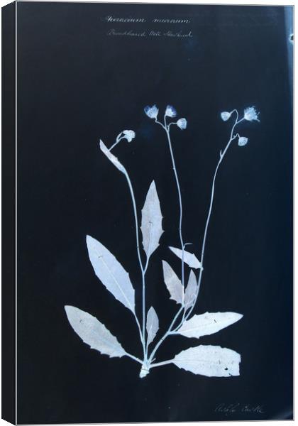 Vintage Botanical Specimen Cyanotype Canvas Print by Gavin Wilson