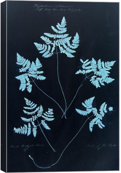  Cyan Vintage Botanical Specimen Canvas Print by Gavin Wilson