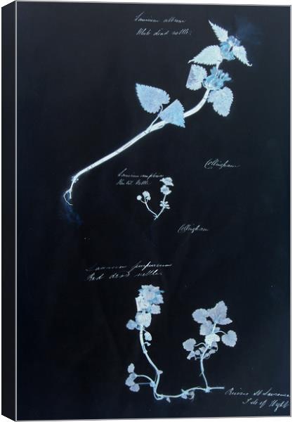 Vintage plant specimen Canvas Print by Gavin Wilson