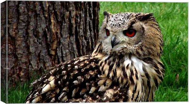 Eagle Owl Canvas Print by Robert Rackham