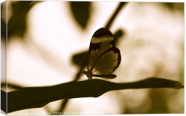 glass butterfly Canvas Print by Zachary Bloom