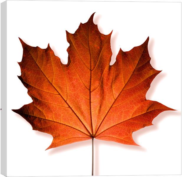 Red Maple Leaf Canvas Print by David Yeaman