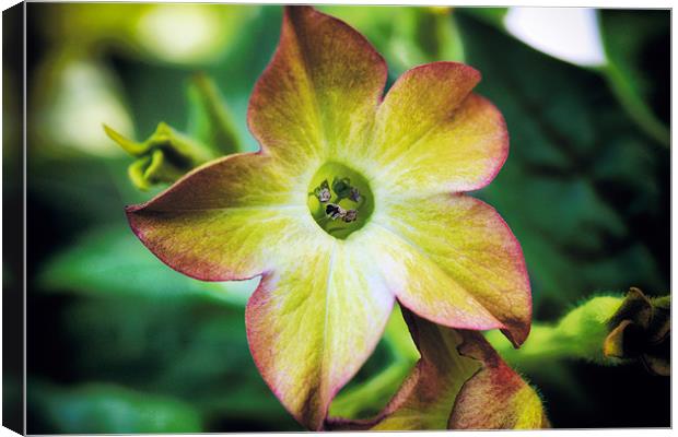 Nicotiana Orange Bicolour Canvas Print by David Yeaman