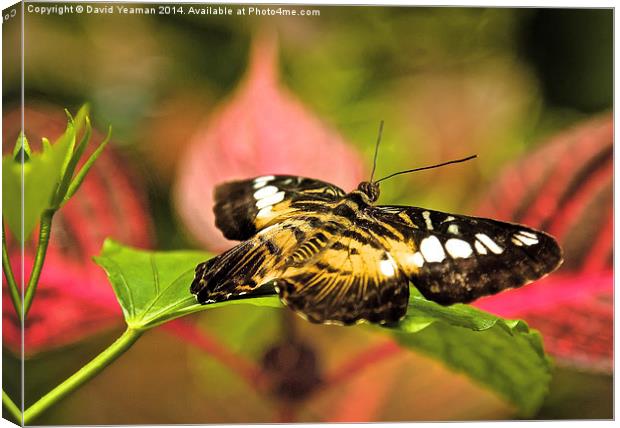 Common Tiger Butterfly Canvas Print by David Yeaman