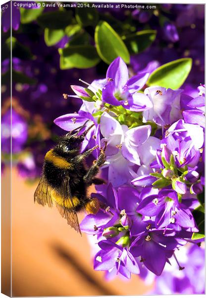 Busy Bee  Canvas Print by David Yeaman
